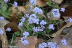 Eupatorium adenophorum